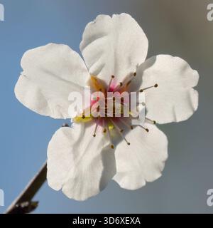 Une image en gros plan d'une fleur d'amande un jour ensoleillé de printemps. Banque D'Images
