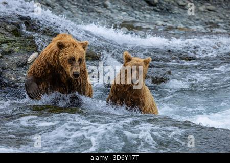 La mère de l'ours brun de l'Alaska et son petit dans la cascade du McNeil River State Game Santuary and refuge, Alaska, États-Unis Banque D'Images