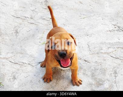 pit bull chiots brun clair dans la cour Banque D'Images