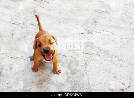 pit bull chiots brun clair dans la cour Banque D'Images