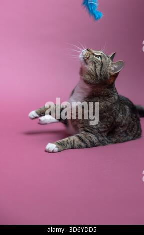 Chat sur un fond rose Banque D'Images