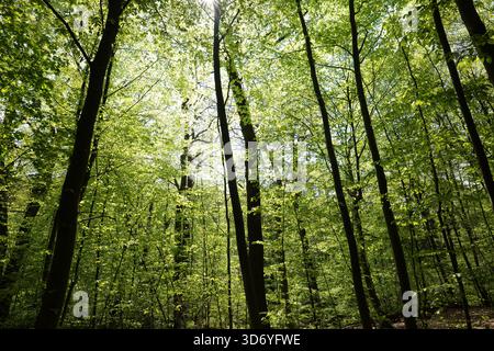 Forêt printanière lumineuse avec feuillage vert frais et lumière du soleil filtrant à travers les troncs d'arbres minces. Banque D'Images