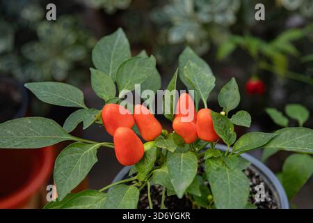Une plante de Capsicum annuum en pot est montrée avec de petits poivrons rouges vibrants et des feuilles vertes. Les poivrons ont une texture lisse et brillante. Banque D'Images