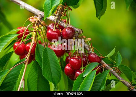 Une branche d'un cerisier est pleine de cerises mûres. Les cerises sont rouges et pendent de l'arbre Banque D'Images