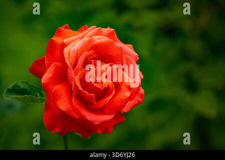 Une rose rouge est le foyer principal de l'image. La rose est entourée de feuilles vertes, qui ajoutent une touche de couleur et de contraste à la scène Banque D'Images