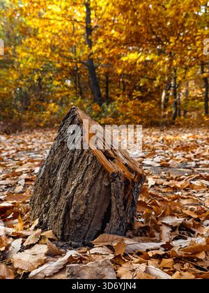 Une grande bûche est assise au milieu d'un plancher forestier couvert de feuilles d'automne. La bûche est partiellement coupée, les feuilles environnantes sont brunes et le dr. Banque D'Images