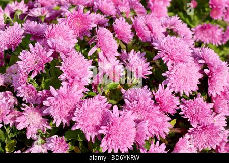 Fond de chrysanthèmes roses entièrement fleuris. La lumière douce souligne les pétales délicats, les couleurs vibrantes et les textures florales naturelles, créant un e. Banque D'Images