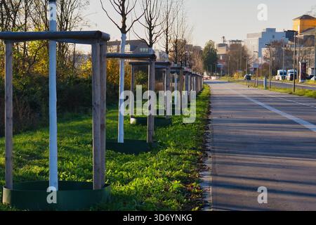 Un sentier serein à Neuss montre une ligne de jeunes arbres récemment plantés sur une pelouse verte vibrante. Le soleil jette une lumière chaude, créant une atmosphère paisible Banque D'Images