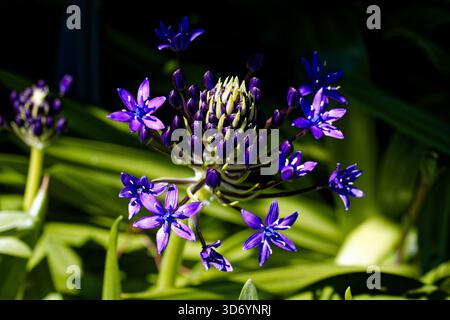Scilla peruviana (Oncostema peruviana), le lis cubain, jacinthe péruvienne ou courge portugaise, est une espèce de Scilla originaire de Méditerranée. Banque D'Images