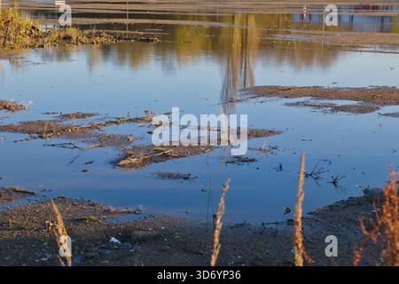 À Neuss, en Allemagne, l'eau se trouve dans une zone inondée, créant des reflets sereins. Les herbes et les plantes jettent un coup d'œil à travers l'eau, mettant en valeur l'interaction Banque D'Images