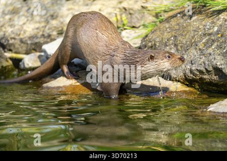 Loutre eurasien (Lutra lutra), dans l'eau, Bavière, Allemagne Banque D'Images