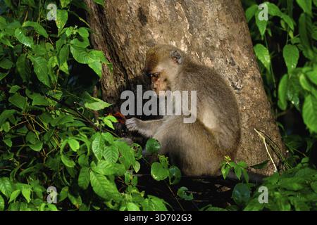 Macaque à longue queue (Macaca fascicularis) dans un arbre, Bornéo, Malaisie Banque D'Images