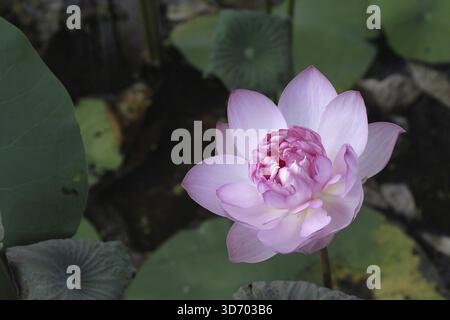 Fleur de Lotus en rose, lac Vembanad, Kerala, Inde du Sud, Inde Banque D'Images