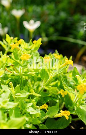 Saint-Gall, Suisse, 13 juin 2025 plante Mimulus Jungermannioides au jardin botanique Banque D'Images