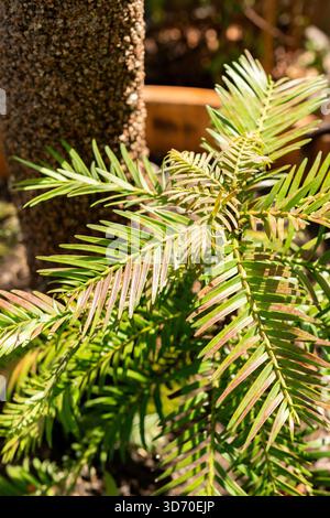 Saint-Gall, Suisse, 13 juin 2025 plante Wollemia Nobilis au jardin botanique Banque D'Images