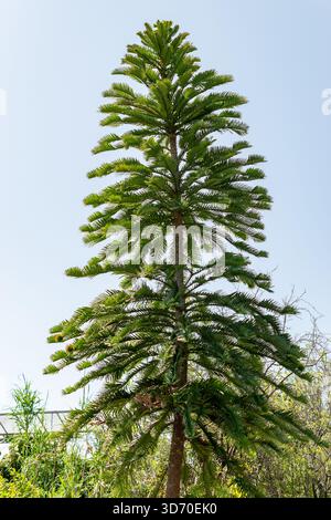 Saint-Gall, Suisse, 13 juin 2025 plante Wollemia Nobilis au jardin botanique Banque D'Images