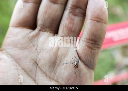 Moustique mort écrasé sur la paume sale de la main. Gros plan d'un insecte ravageur tué après une morsure ennuyeuse, concept de prévention des maladies et de contrôle du sang Banque D'Images