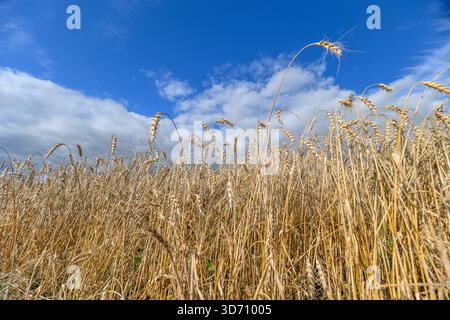 Un champ de blé magnifiquement pittoresque se balade doucement sous un ciel bleu éclatant parsemé de doux nuages moelleux Banque D'Images