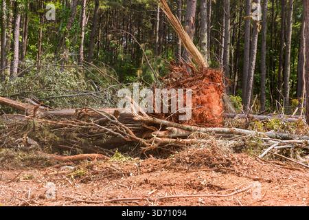 Un grand arbre est déraciné dans le défrichement forestier, révélant ses racines étendues branches dispersées après la tempête. Banque D'Images