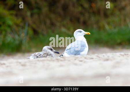 Photographie détaillée d'un goéland argenté (Larus argentatus) debout sur une plage de sable. L’image met en évidence le plumage blanc et gris de l’oiseau, Sharp Be Banque D'Images