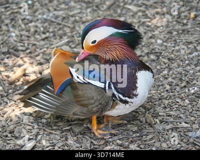 Le canard mandarin (yuanyang) est une espèce de canard perching que l'on trouve en Asie de l'est, le mandarin, largement considéré comme le plus beau canard du monde. Banque D'Images