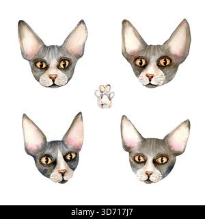 Casque pour chat Sphynx. Chat sans poils Sphinx avec patte, peau chauve avec plis, animal domestique avec de grandes oreilles, yeux jaunes. Animal de compagnie gris mignon. Aquarelle Banque D'Images