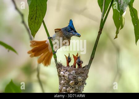 belle image du nid de l'oiseau de paradis indien Banque D'Images