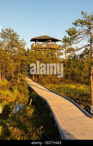 Tour de guet en bois s'élevant au-dessus d'un paysage boisé dans le parc national de Lahemaa. Estonie. Banque D'Images
