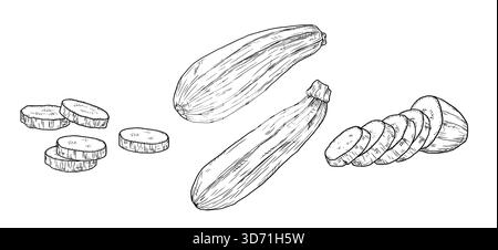 Courgettes et aubergines, entières et tranchées, croquis. Illustration vectorielle. Les légumes de la ferme sont isolés sur un fond blanc. Le thème de la cuisine Illustration de Vecteur