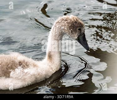 Ce gros plan capture la tendre beauté d'un jeune cygne alors qu'il explore son environnement aquatique. Banque D'Images