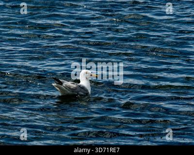 Une seule mouette argentée adulte repose sur la surface d'un lac bleu et agité par une journée ensoleillée. Le mouette semble détendu et content comme il bobs sur l'eau. Banque D'Images