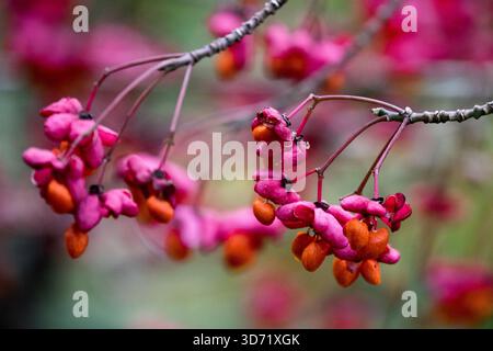 Arbre fuseau Euonymus europaeus 'Red Cascade', fruits rose vif et graines d'orange Banque D'Images