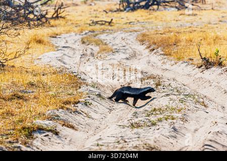 Un blaireau au miel (Mellivora capensis) marchant à Zarafa sur la concession Selinda, au nord-ouest du Botswana, en Afrique australe Banque D'Images