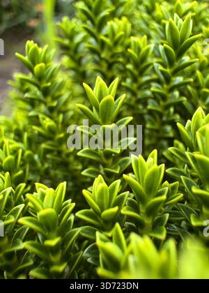 Gros plan d'un feuillage vert persistant aux feuilles denses et droites et à la texture brillante. L'image met en évidence la symétrie naturelle et la condi saine Banque D'Images