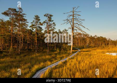 Marais avec de petits étangs, des pins et une promenade en bois vue au coucher du soleil dans le parc national de Lahemaa, Estonie. Banque D'Images
