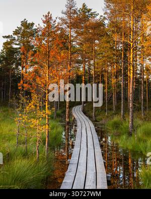 Marais avec de petits étangs, des pins et une promenade en bois vue au coucher du soleil dans le parc national de Lahemaa, Estonie. Banque D'Images