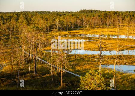 Marais avec de petits étangs, des pins et une promenade en bois vue au coucher du soleil dans le parc national de Lahemaa, Estonie. Banque D'Images