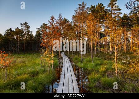 Marais avec de petits étangs, des pins et une promenade en bois vue au coucher du soleil dans le parc national de Lahemaa, Estonie. Banque D'Images