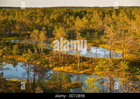 Petits étangs et végétation de tourbières de pins éclairés par la lumière chaude du coucher de soleil dans le parc national de Lahemaa, Estonie. Banque D'Images