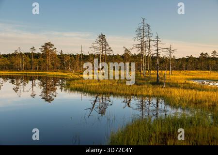 Petits étangs et végétation de tourbières de pins éclairés par la lumière chaude du coucher de soleil dans le parc national de Lahemaa, Estonie. Banque D'Images