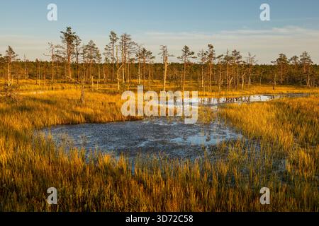 Petits étangs et végétation de tourbières de pins éclairés par la lumière chaude du coucher de soleil dans le parc national de Lahemaa, Estonie. Banque D'Images