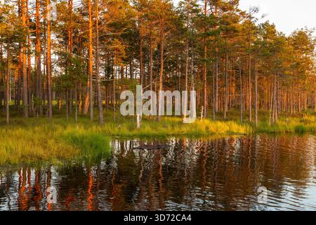 Petits étangs et végétation de tourbières de pins éclairés par la lumière chaude du coucher de soleil dans le parc national de Lahemaa, Estonie. Banque D'Images
