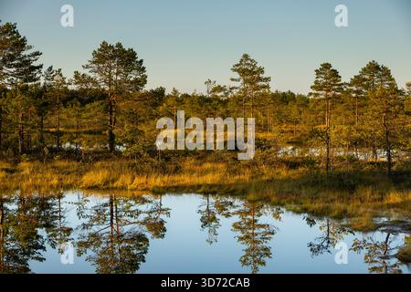 Petits étangs et végétation de tourbières de pins éclairés par la lumière chaude du coucher de soleil dans le parc national de Lahemaa, Estonie. Banque D'Images