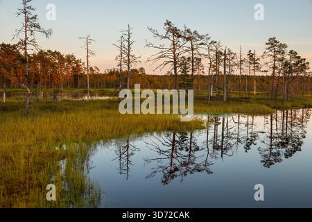 Petits étangs et végétation de tourbières de pins éclairés par la lumière chaude du coucher de soleil dans le parc national de Lahemaa, Estonie. Banque D'Images