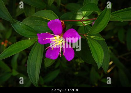 Gros plan d'une fleur violette de Melastoma malabathricum, communément connue sous le nom de Senduduk, poussant parmi des feuilles vertes fraîches dans un jardin tropical en Malaisie Banque D'Images