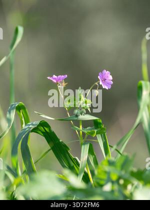 Dove's-Foot Crane's Bill (géranium molle) sur un bord de route dans la péninsule de Mani, Péloponnèse Banque D'Images