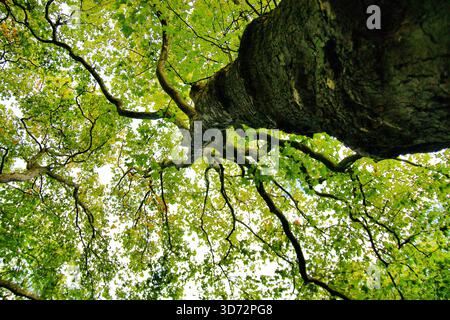 Prise de vue à angle très bas regardant un tronc d'arbre massif et texturé dans le feuillage vert vif et les branches de la canopée contre le ciel vif. Banque D'Images