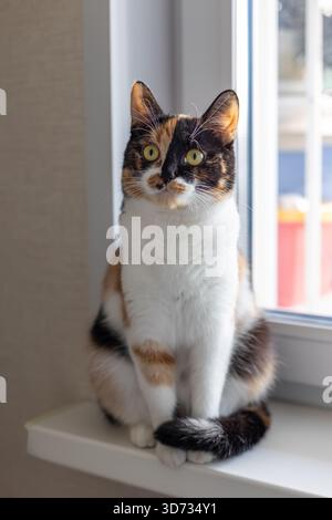 Beau jeune chat tricolore domestique avec des yeux jaune-vert (ambre) est assis sur un rebord de fenêtre à l'intérieur et regarde loin. Mise au point sélective, gros plan. Banque D'Images