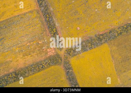 Vue aérienne abstraite à grand angle de champs agricoles jaunes avec des divisions géométriques claires et un motif en croix formé par des ceintures de forêt sombre. Contexte pour l'agriculture de précision, la gestion des terres. Banque D'Images