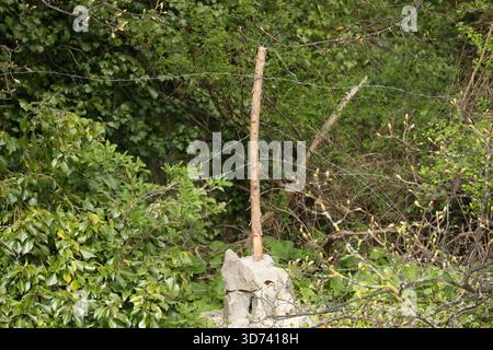 Dublin, Irlande - 24 avril 2016 - une branche d'arbre droite dépouillée avec des lignes de fil de fer barbelé agissant comme une clôture, et érigée par un résident voisin, parmi le feuillage le long du côté de la rivière Dodder dans le sud de Dublin Banque D'Images